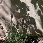 Апартаменти Garden *