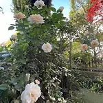 Apartment Garden