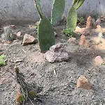 Garden *