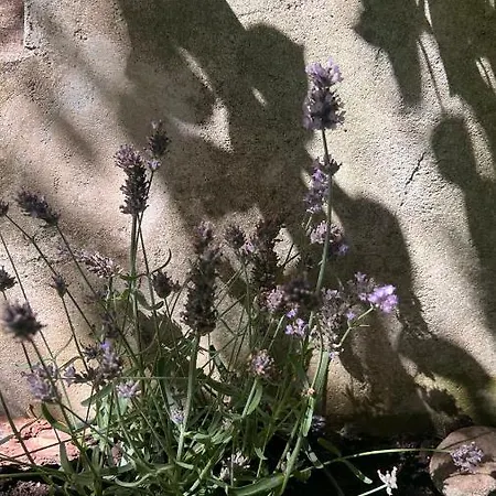 Apartment Garden *