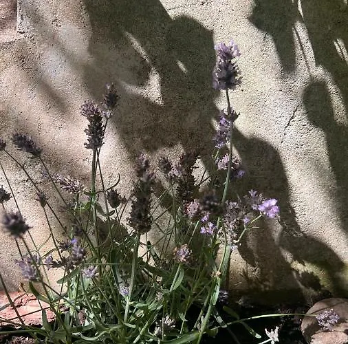 Апартаменты Garden *